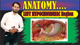 9 Regions of Abdomen  Organs in left hypochondriac Region  Made Easy [upl. by Ahsietal430]