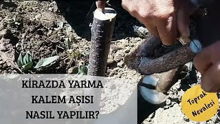 Kirazda Yarma Kalem Aşısı Yapılışı [upl. by Hollah]