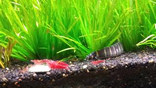 Kuhli Loach stalking Cherry Shrimp [upl. by Abigale]