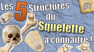 PaléoJ 7  Les 5 structures du Squelette à connaître en Anatomie Comparée [upl. by Sikata109]