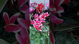 Cyclamen persicum [upl. by Ahsrats]