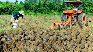 Season Snail Fishing  Catching Snail Tractor After plowing There are snails a lot In the ground [upl. by Rozelle]