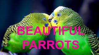 Beautiful Parrot Species [upl. by Lenore295]