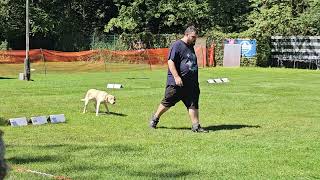 Rally Obedience Klasse 3 MV Recklinghausen 11082024 [upl. by Notlim909]