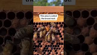 How to Find the Queen Bee [upl. by Jeane]