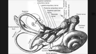 Vestibular Neuronitis [upl. by Etnovert]