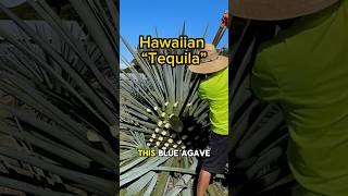 How Hawaiian “Tequila” is Made [upl. by Airlia]