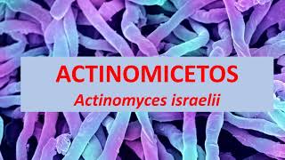 Microbiologia Médica Actinomyces israelli Actinomicetos [upl. by Eniluqcaj31]