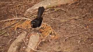 Willie Wagtail Rhipidura leucophrys bitesizes Insect for its Nestling [upl. by Darrow]