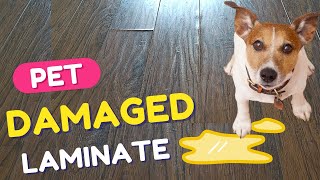 Damaged Laminate Flooring Repair  DIY  How to Fix Water Damaged Laminate Flooring  Pet Pee [upl. by Karalee]