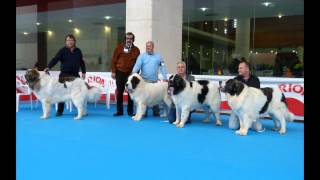 Exposición Canina Talavera 2013 Mastín Pirineo [upl. by Akapol]