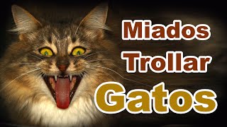 Miados para trollar gatos [upl. by Ruggiero]