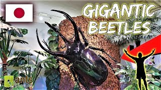 Finding Gigantic Beetles [upl. by Yenrab]