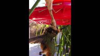 Praying Mantis kills hummingbird [upl. by Cerelly]