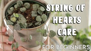 Houseplant Care Tips for Beginners  STRING OF HEARTS [upl. by Hyps]