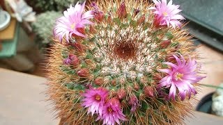 My Mammillaria spinosissima Red headed Irishman in pretty pink flower [upl. by Faires]