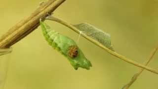 Parasitic Ichneumon Wasp Emerges from the Chrysalis of a Swallowtail Butterfly [upl. by Nulubez]