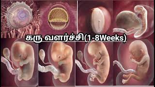 கருவின் வளர்ச்சி 1 முதல் 8 வாரங்கள் Fetal Development week by week  Karuvil kulanthai valarchi [upl. by Attenaj]