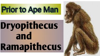 Dryopithecus and ramapithecus  prior to apr man  prior to ape man in hindi [upl. by Reace]