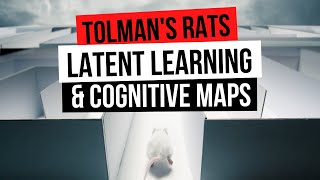 PSYCH TOLMANS RATS LATENT LEARNING amp COGNITIVE MAPS [upl. by Ahsemot]