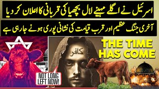 Israel Sacrificing Red Heifer In April  End time Prophecy  Urdu  Hindi [upl. by Dasya]