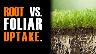 Speculations on Root vs Foliar Nitrogen Uptake [upl. by Herschel321]