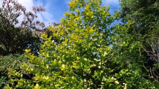 Ilex aquifolium Flavescens Moonlight Holly [upl. by Wendall]