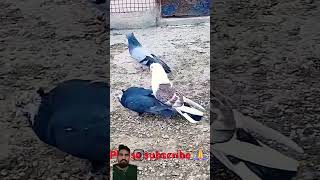 Kabutar bajo ka kabutarbazi kabutar birds pigeon trending trendingshorts short cute [upl. by Nagaet337]