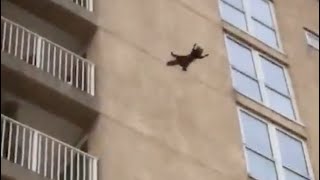 A cat jumping from a building [upl. by Neeruan]