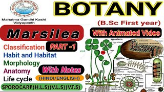 Marsilea  Morphology and Anatomy of Marsilea  Part1 [upl. by Ruhtua]