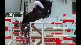 wwwsporthorsesonlinecom 2004 Hanoverian mare training sold [upl. by Caldera]