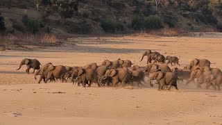 Huge Herd Of Elephants Running Together [upl. by Lorak]