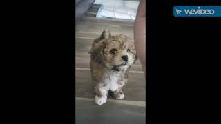 yorkiebichon puppies growing up videos and some training 🐶🐶 [upl. by Monney]