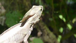 Basiliscus vittatus Brown Basilisk  Basilisco o charancaco [upl. by Erbas]