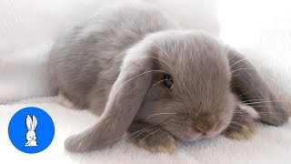 Cutest Bunny Rabbits Thumping Compilation [upl. by Pacificia725]