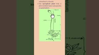 Alternation of generation Funaria bryophytes 1stsemesterexam biology Life cycle of Funaria [upl. by Suirauqram]