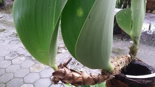 Di pot atau ditempel di kayu Media tanam yg baik untuk anggrek Bulbophyllum beccarii [upl. by Teews]