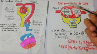 Bowmans capsule hydrostatic pressure  GFR  Renal physiology lecture 63 [upl. by Collette]