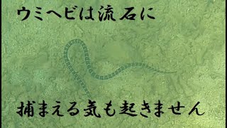 ウミヘビハンター・・・は流石に出来ません；´ゝ There was a sea snake [upl. by Enyala884]