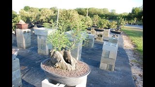 Taxodium distichum Bonsai Tree [upl. by Effie503]