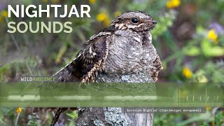 Eurasian Nightjar Call amp Sounds [upl. by Toscano107]