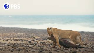 Extraordinary Lion Behavior Caught on Camera [upl. by Idoj]