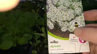 HOW TO GROW ALYSSUM FLOWER CARPET OF SNOW PART 2 [upl. by Atsirt]