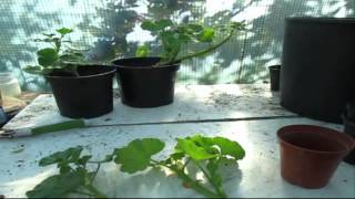 How to Propagate Geraniums from Cuttings  Autumn edition [upl. by Ellinger]