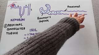 The proximal convoluted tubule [upl. by Clovah]