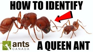 How To Identify a Queen Ant [upl. by Sidon444]