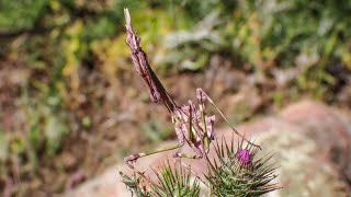 Conehead mantis Empusa pennata [upl. by Atinniuq605]