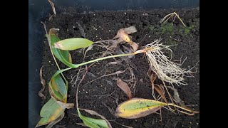 Planting a new lilyofthevalley hybrid Convallaria majalis Bordeaux 4K [upl. by Lynnelle953]