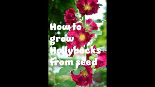 How to grow Hollyhock Flowers [upl. by Robbyn414]