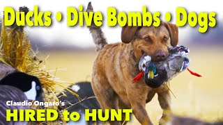 Hired to Hunt Ducks Decoys amp Dogs  Season 8 7  Goose Hunting Duck Hunting Ongaros ALBERTA [upl. by Howlyn]